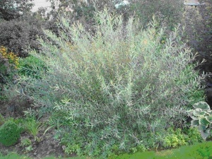 ива пурпурная nana / salix purpurea nana