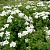 спирея ниппонская halward`s silver / spiraea nipponica halward`s silver