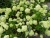 Гортензия метельчатая Little Lime гортензия метельчатая little lime