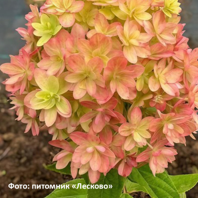 _гортензия метельчатая мечта лесково