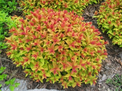спирея японская goldflame / spiraea japonica goldflame