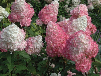 гортензия метельчатая  touch of pink
