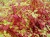 Дерен белый Sibirica / Cornus Alba Sibirica дерен белый sibirica / cornus alba sibirica