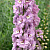 дельфиниум высокий magic fountains cherry blossom white bee