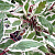 дерен белый / cornus alba "elegantissima"
