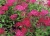 спирея японская anthony waterer / spiraea japonica anthony waterer