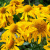 гелениум хупа желтый 