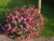 спирея японская anthony waterer / spiraea japonica anthony waterer