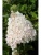 Гортензия метельчатая Grandiflora гортензия метельчатая grandiflora